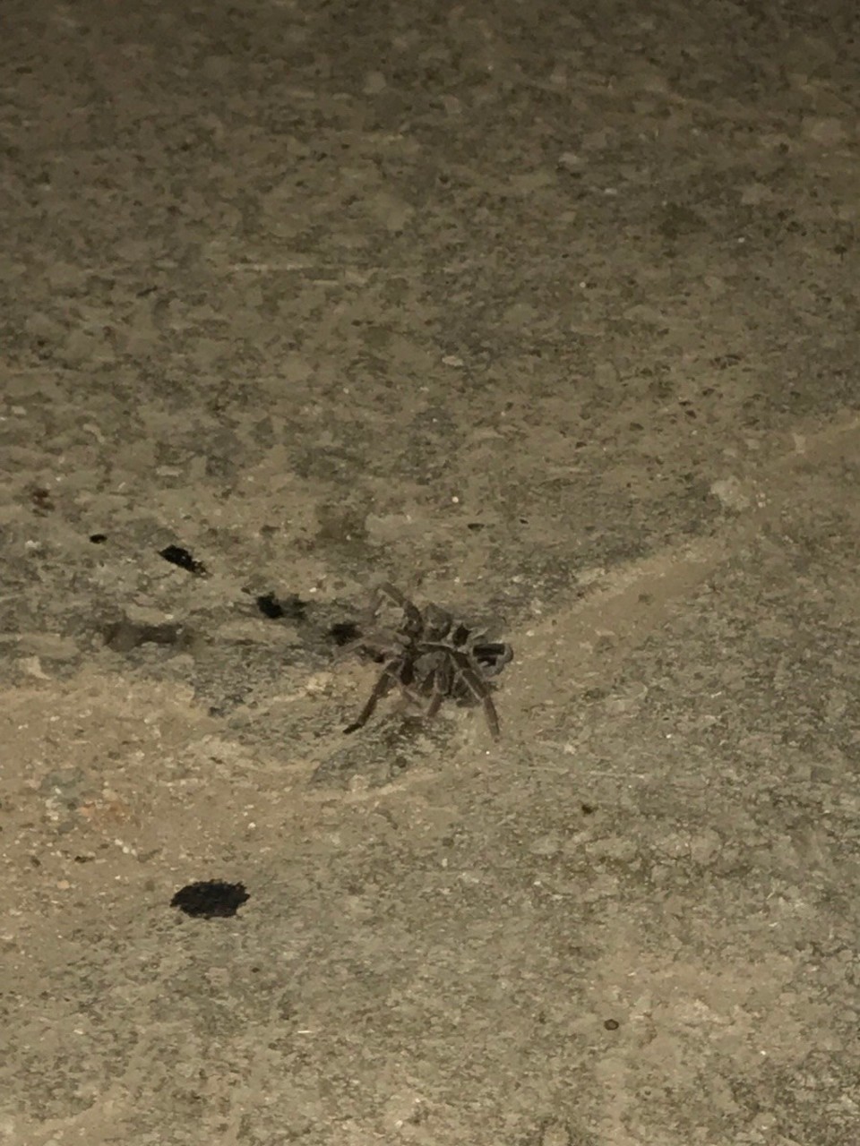 Kuba -  - Mitten auf der Straße!!! 🕷 
Vogelspinne oder sowas in der Art 💩