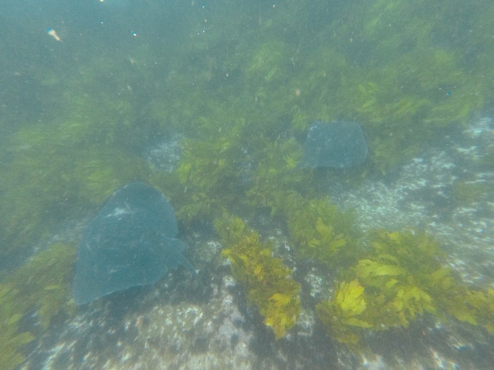 Australia - Montague Island - 