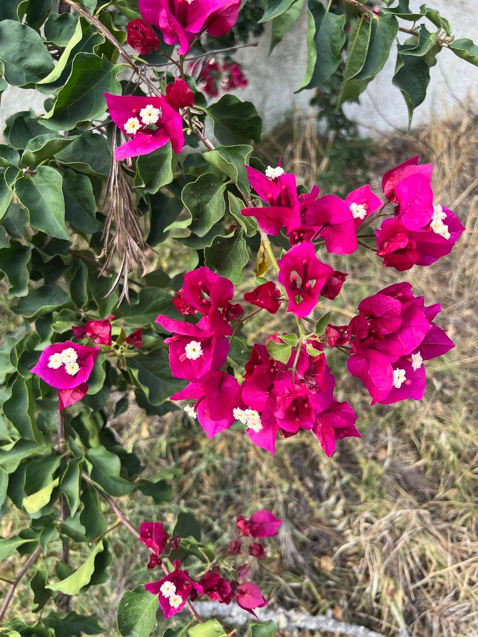 Portugal - Lissabon - 