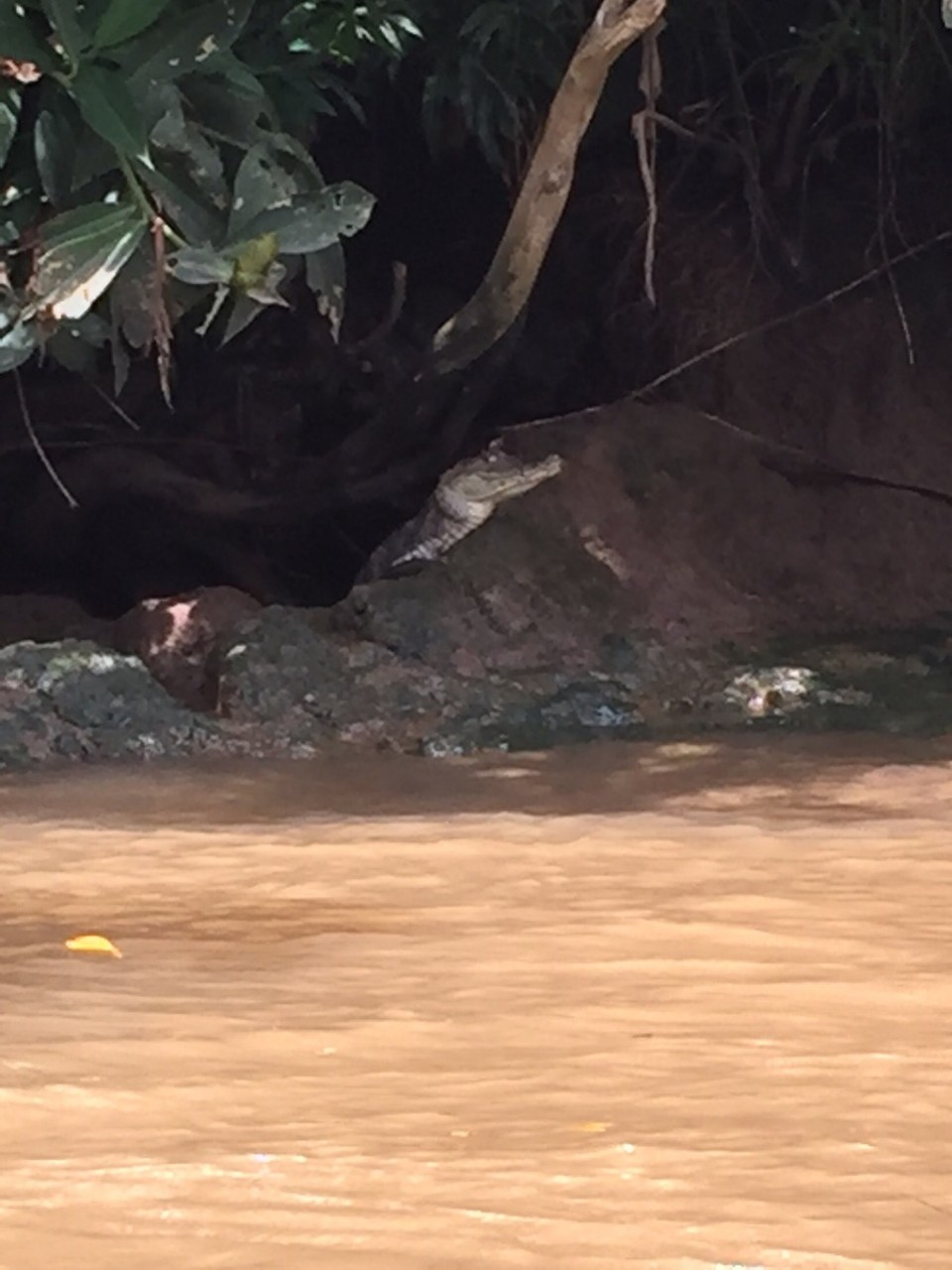 Costa Rica - Pococí - 