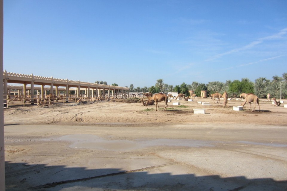 Bahrain - Manamah - Besuch der Kamelfarm des Sultans