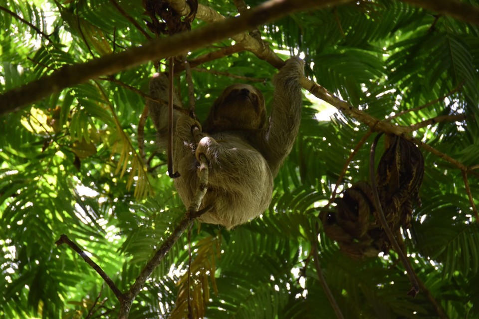 Costa Rica - Tilarán - 