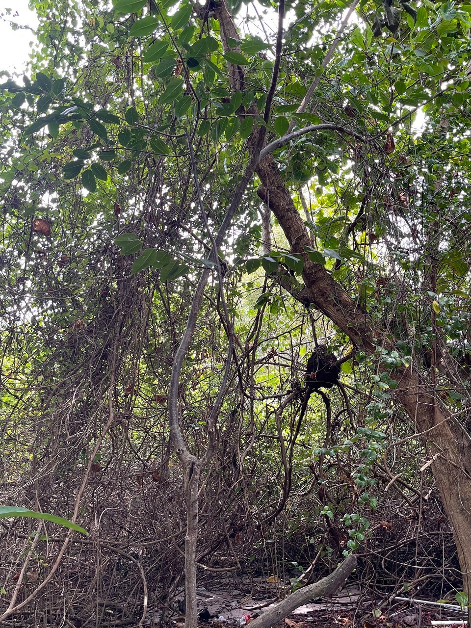 Brasilien - Jacuípe - 
