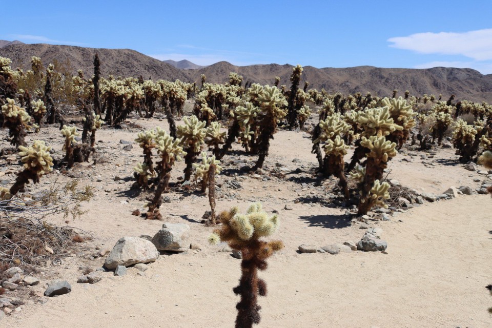 USA - Tucson - Joshua Tree NP (Cholla Kakteen)