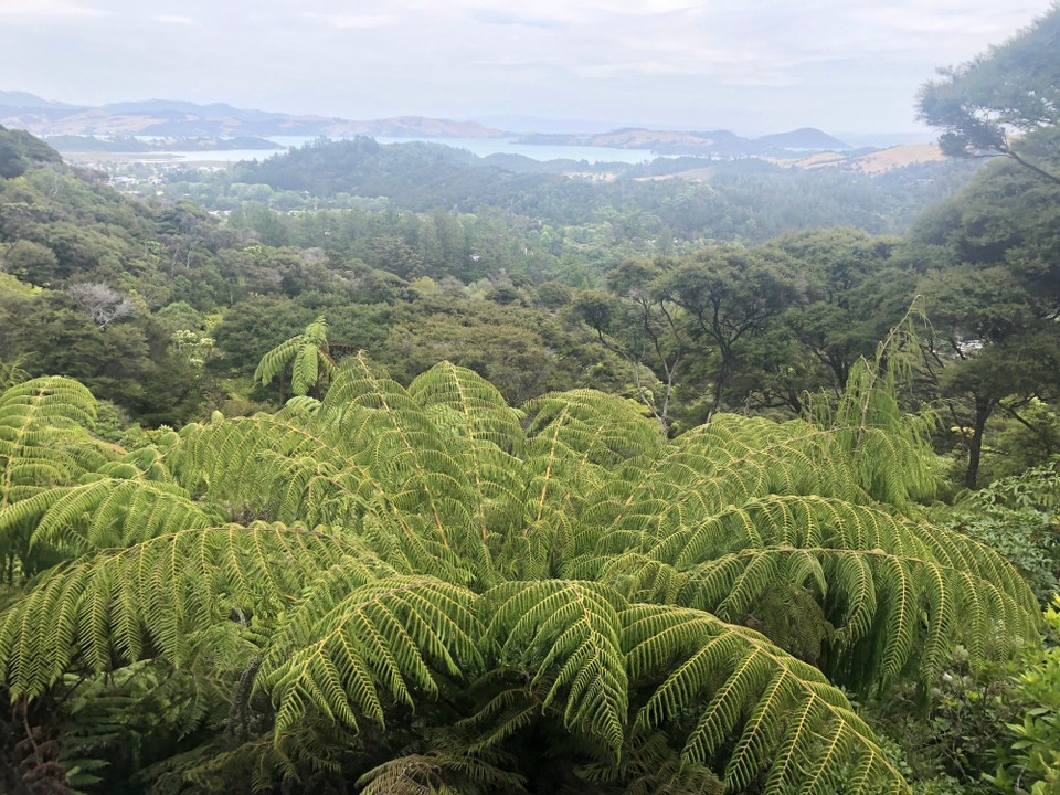 Neuseeland - Coromandel - 