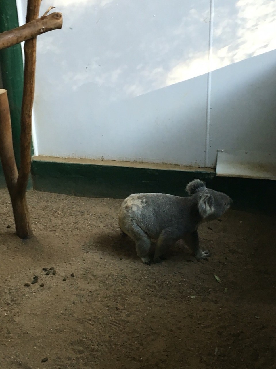 Australia - Sydney - Und natürlich auch einen Koala 