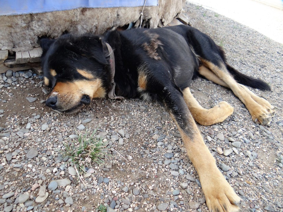 Mongolia - unbekannt - One of the Ger dogs - a Mongolian Mastiff - he was massive, but a bit of a softy to us