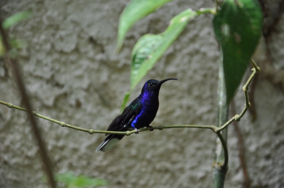 Costa Rica -  - Einer der vielen verschieden Kolibris im Hummingbird Garden. 