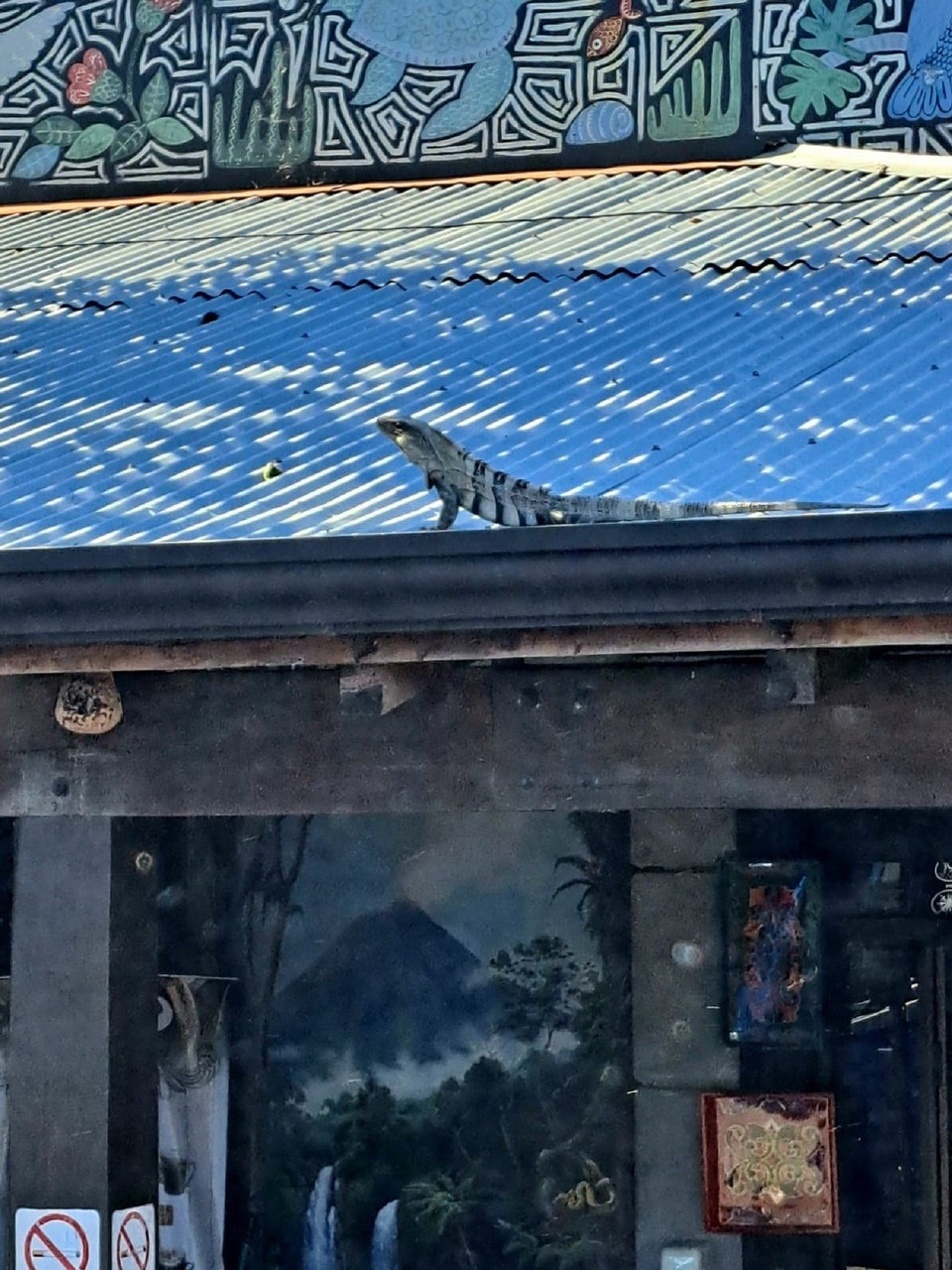 Costa Rica - Puntarenas - Leguan auf dem Dach.