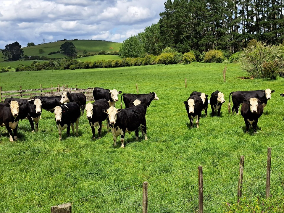 Neuseeland - Mercer - 