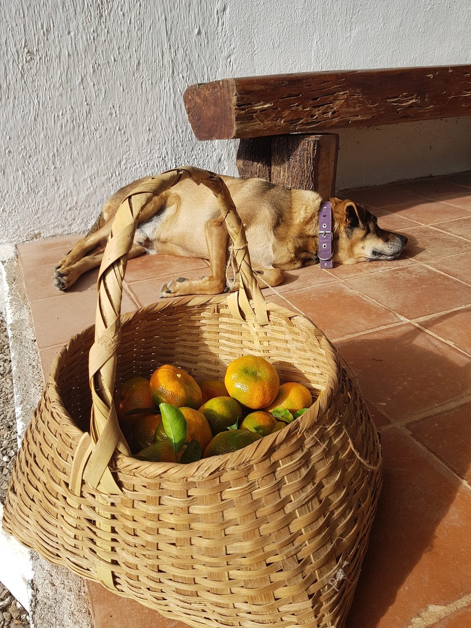 Nicaragua - Dipilto - El Chicho y las mandarinas - una mañana muy bonita