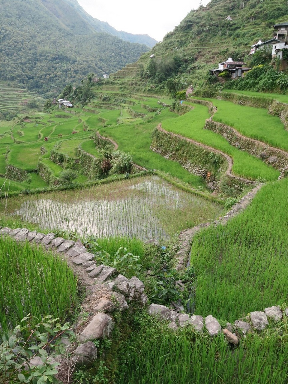 Philippines - Banaue - 