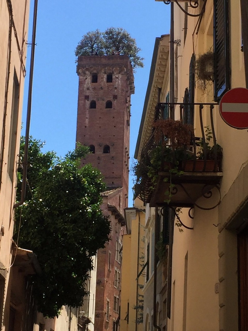 Italy - Lucca - Guinigi Tower - has a garden on top. It used to be a kitchen garden. 