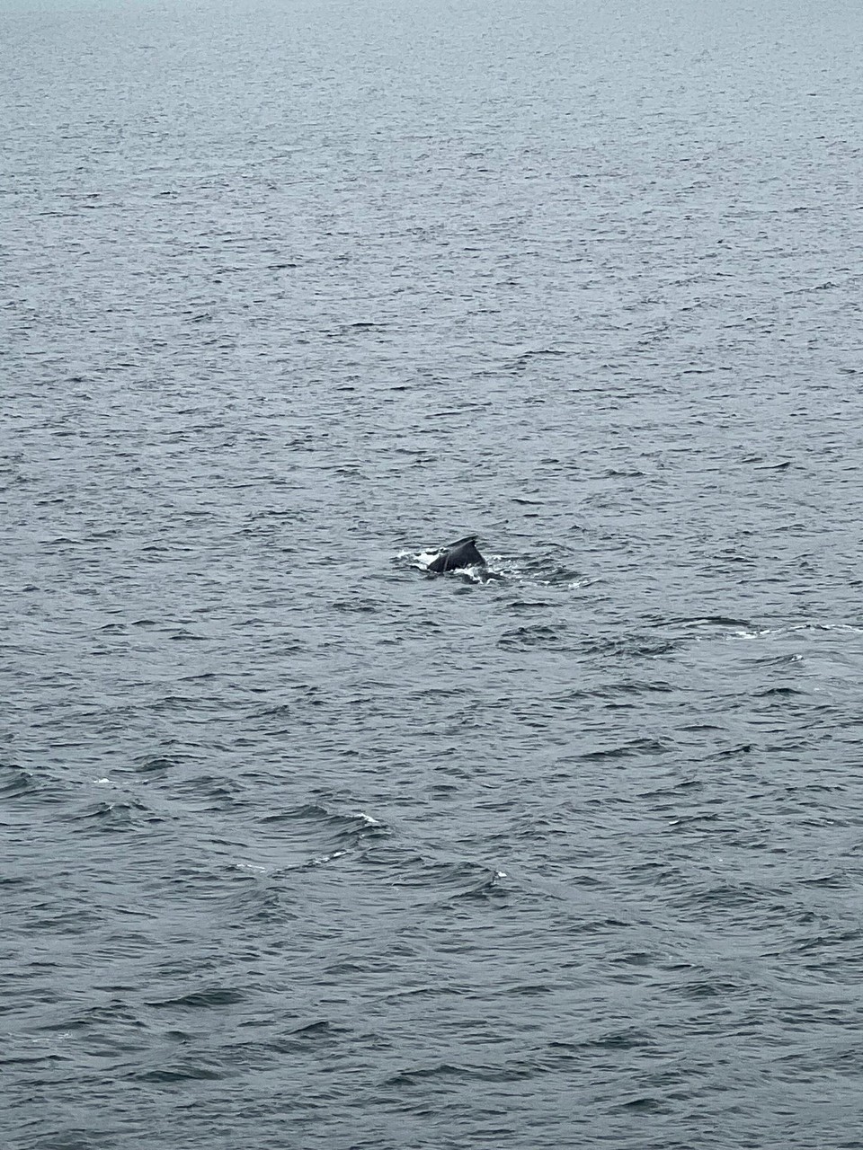 unbekannt - Beagle Channel - Whale lagging behind