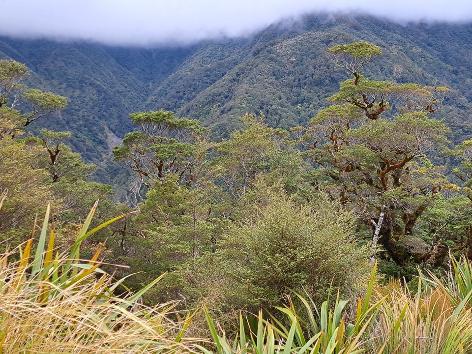 Neuseeland - unbekannt - 