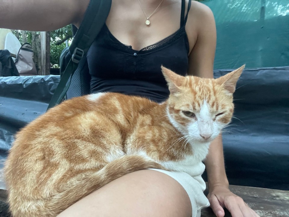 Costa Rica - Santa Cruz - In bester Gesellschaft in den Morgen starten 🐈…