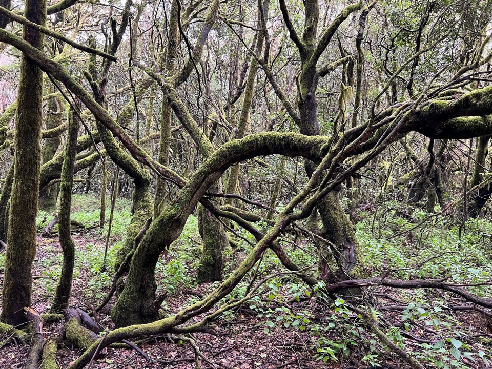 Spanien - Vallehermoso - 