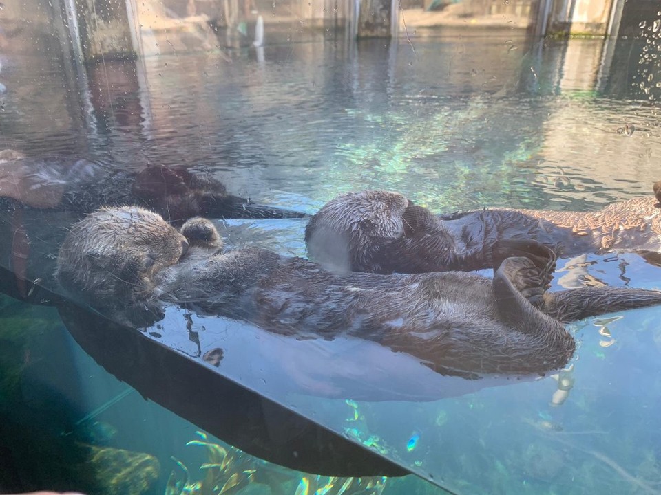 USA - Monterey - Seeotter...