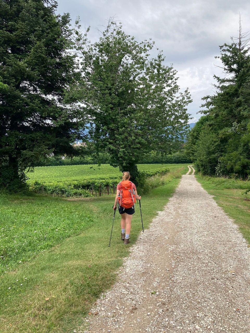 Italien - Susegana - Weinberge , wie im Park