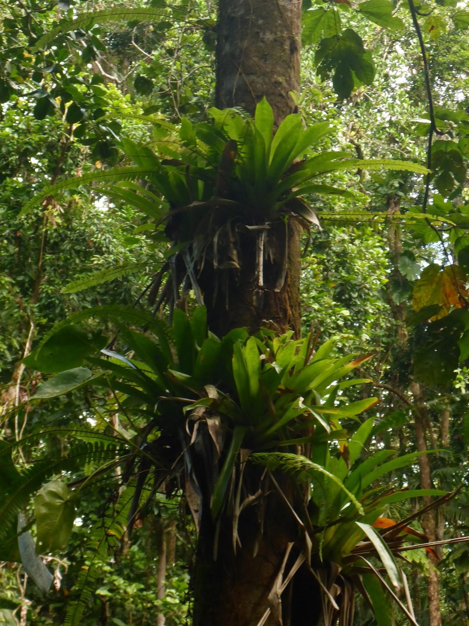 Guadeloupe - Pointe-à-Pitre - 