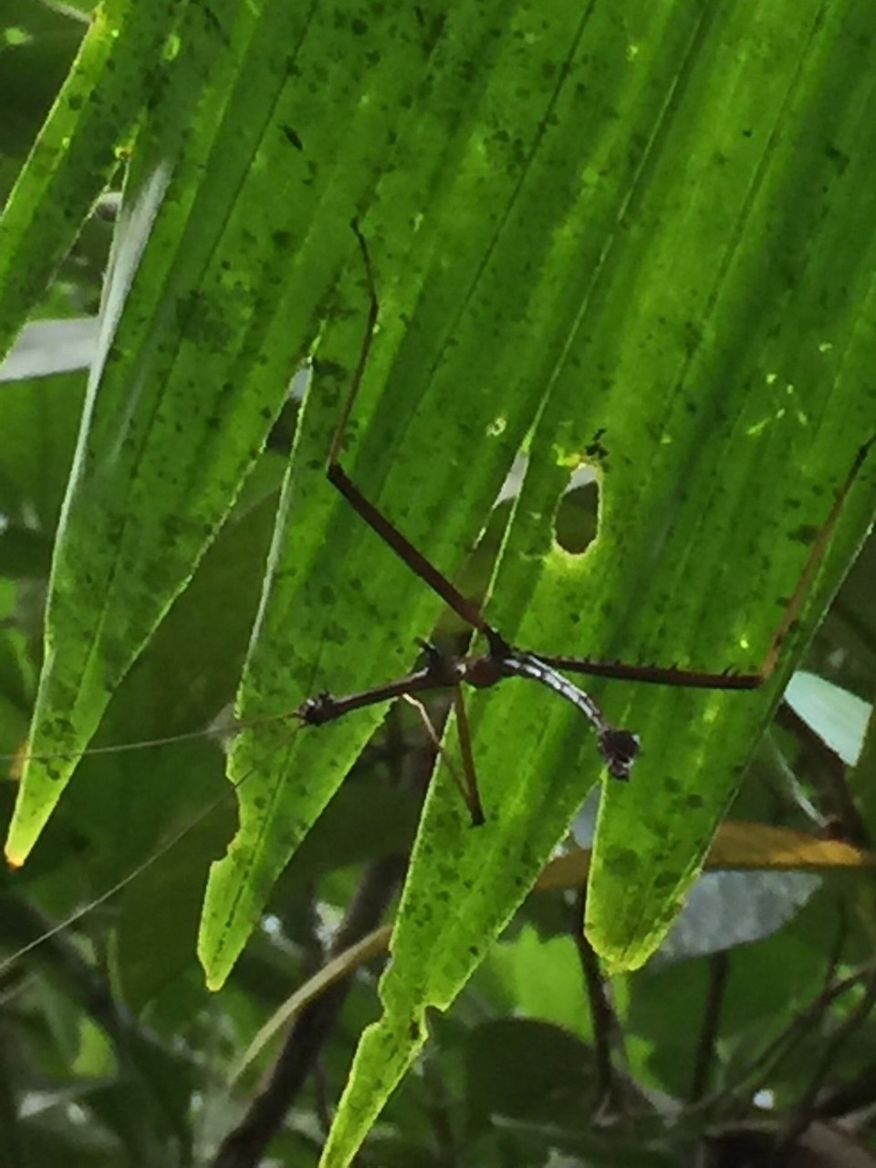 Costa Rica - Pococí - 