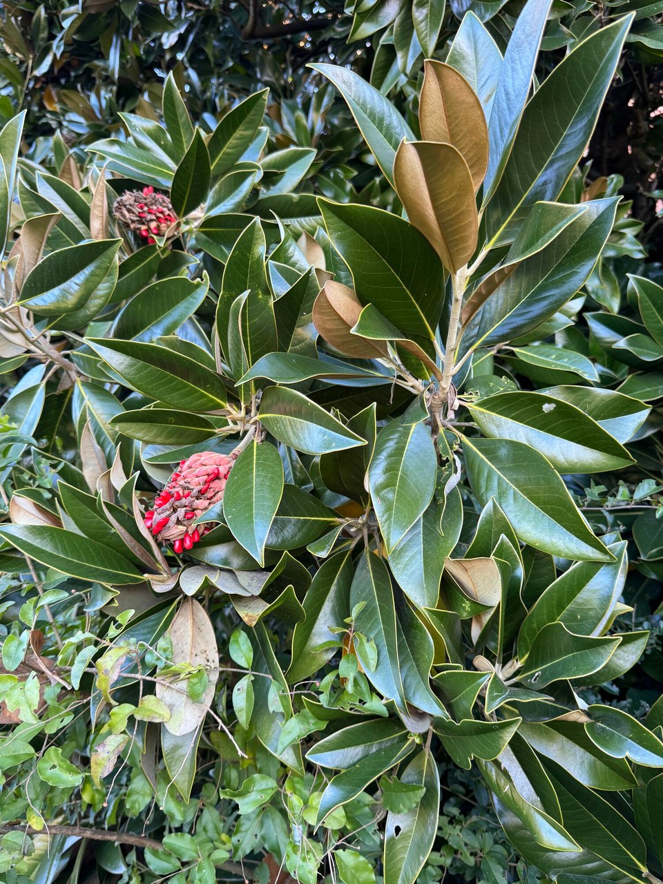 Italien - Varano Borghi - 