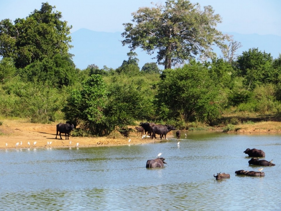 Sri Lanka - Udawalawe National Park - 