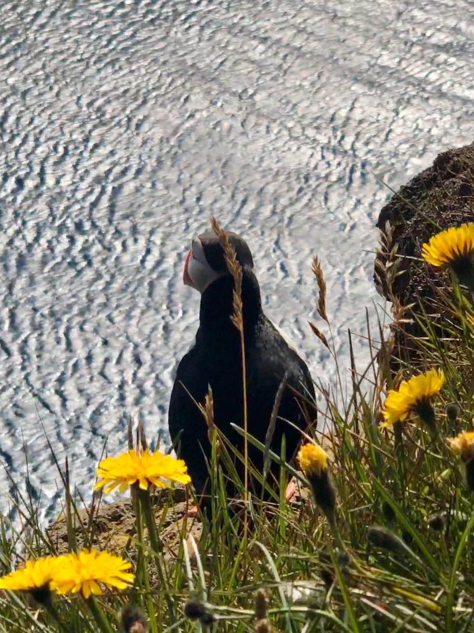 Island -  - 🥰😍