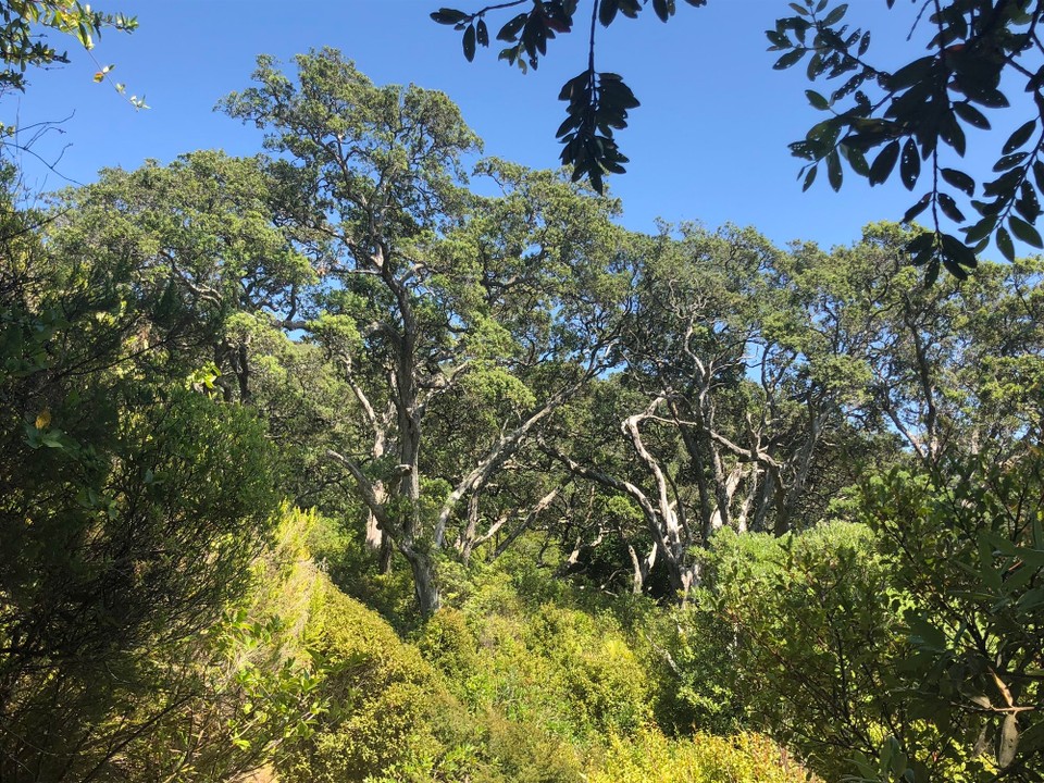 Neuseeland - Waihi Beach - 