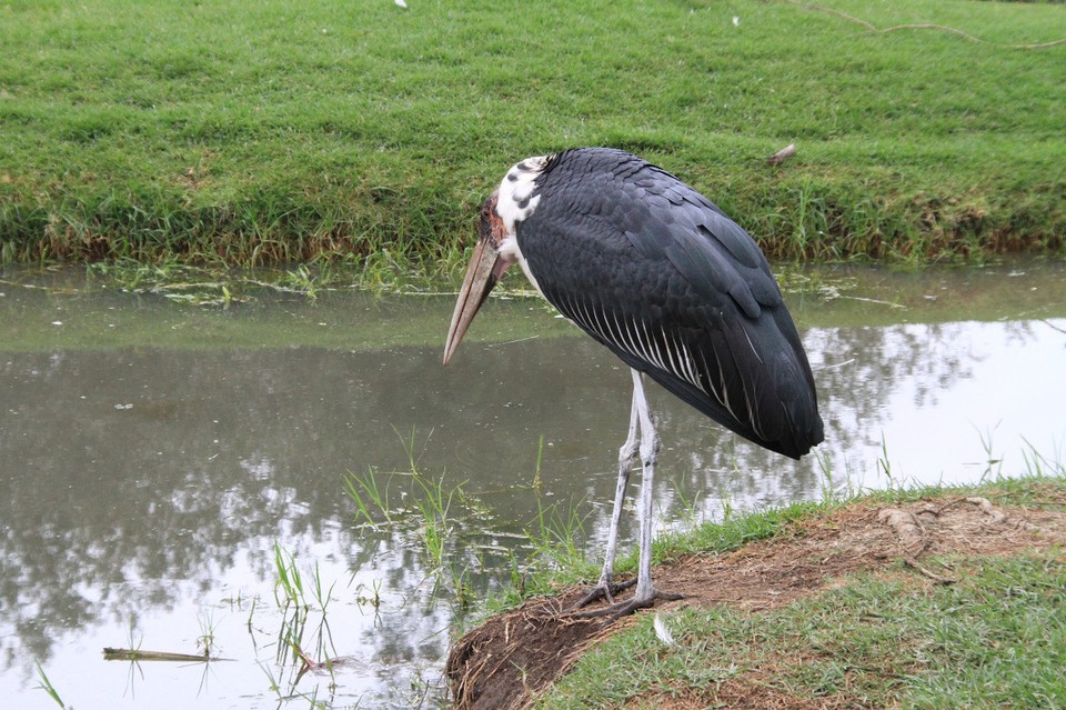 Südafrika - Plettenberg Bay - Maribu: Heute bin ich grantig ...