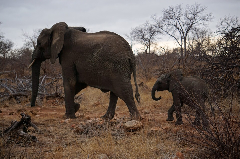 Südafrika -  - 
