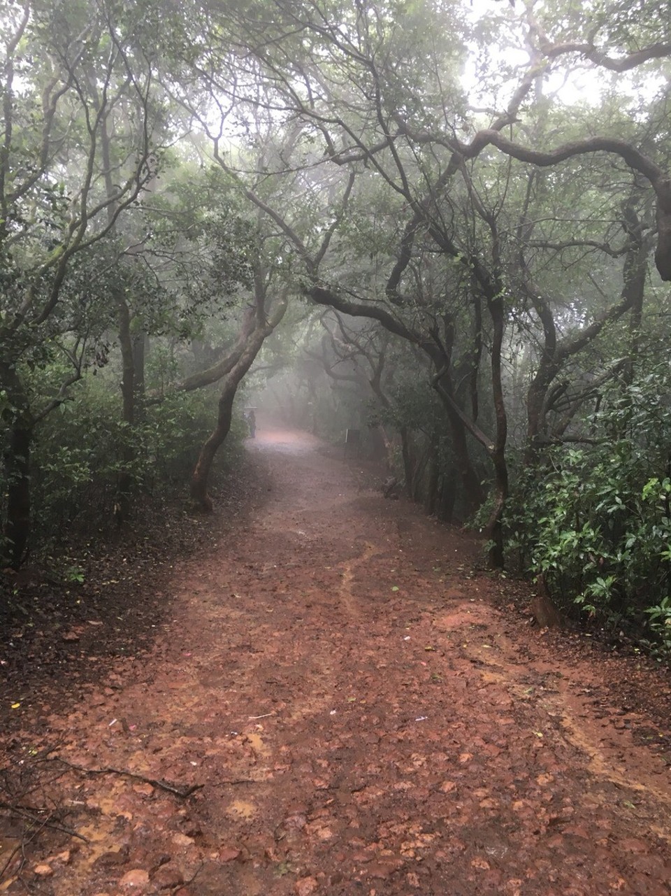Indien - Mahabaleshwar - Zum Regen gesellte sich auch heftiger Nebel, was jedoch dieser Landschaft nicht schadete.