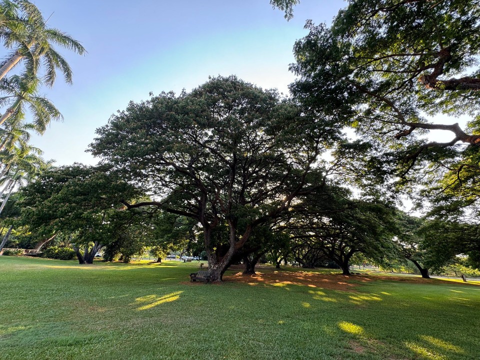 Australien - East Point - George Brown Darwin Botanic Gardens