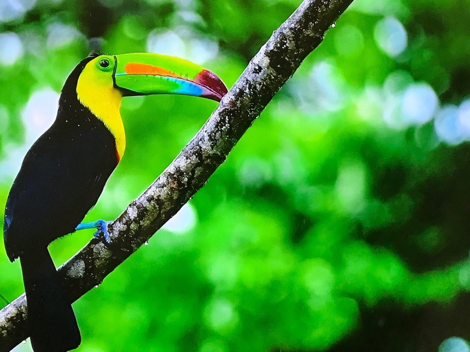 Costa Rica - San Carlos - 