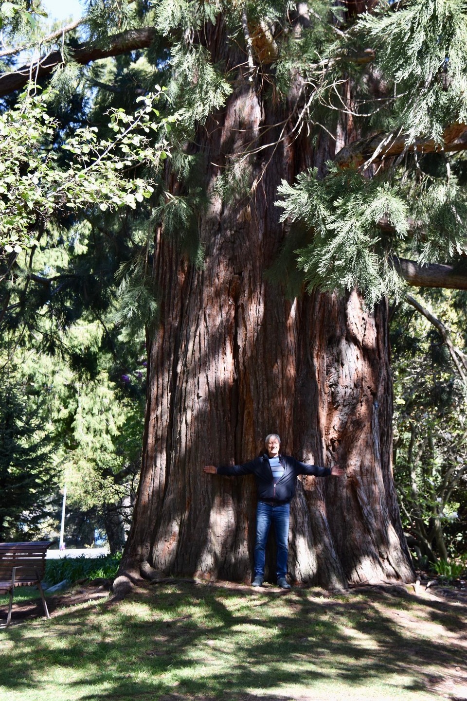 Neuseeland - Queenstown - Na Anna, dieser Baum sollte dir doch bekannt vorkommen.
Sequoiadendron Giganteum, wie aus dem gleichnamigen Nationalpark, denn dieser Baum stammt aus Kalifornien.