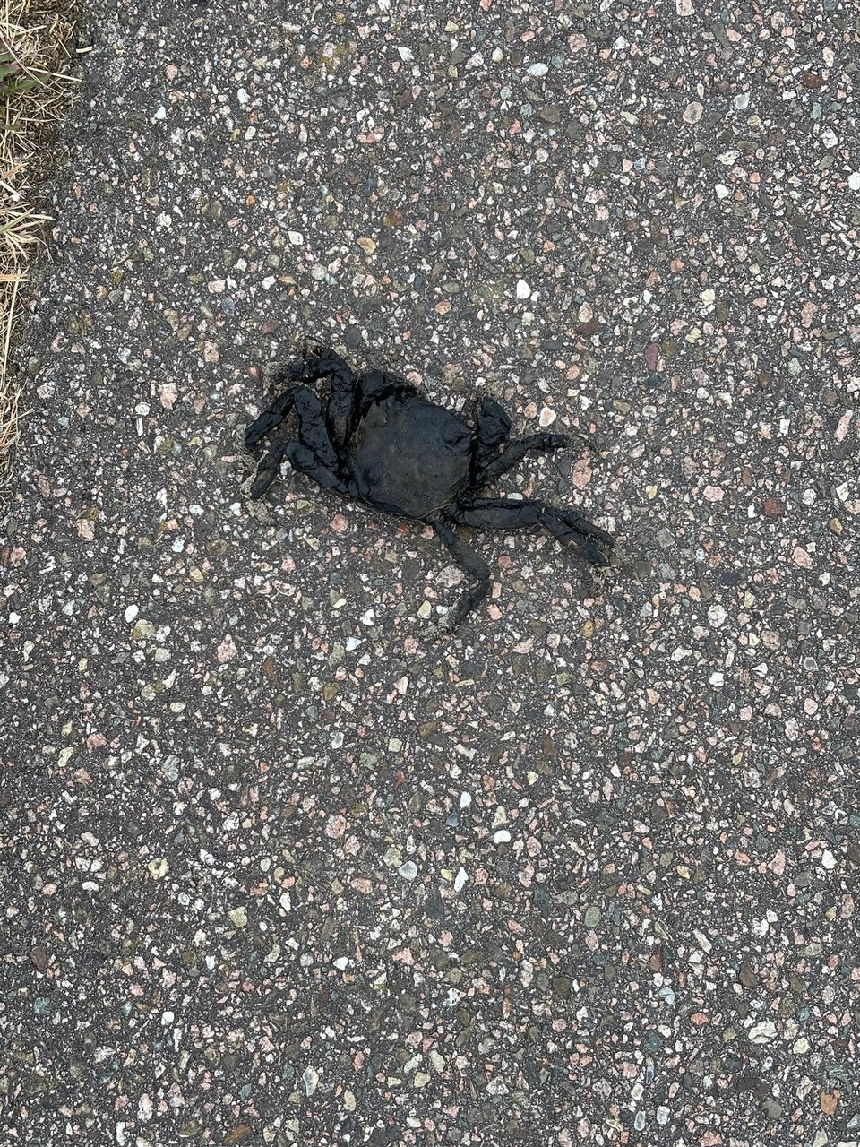 Niederlande - Julianadorp - 
