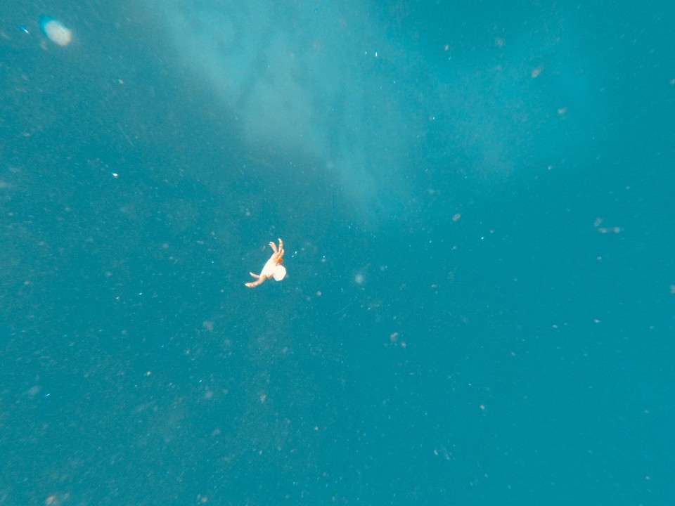 Australia - Montague Island - 