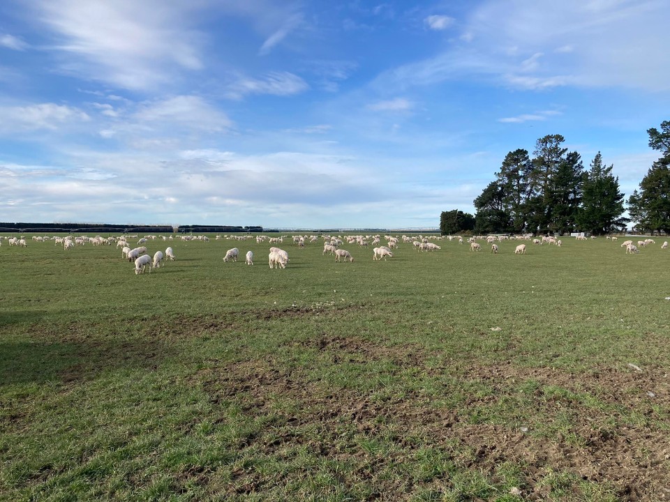 Neuseeland - Ashburton - Zur Nachmittagspause sind schon einige mehr und am Ende des Tages sind es 620 Tiere die geschoren worden sind