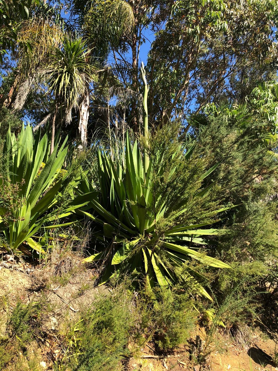 Neuseeland - Karikari Peninsula - Unglaubliche Fauna auf dem Campingplatz in Whatuwhiwhi