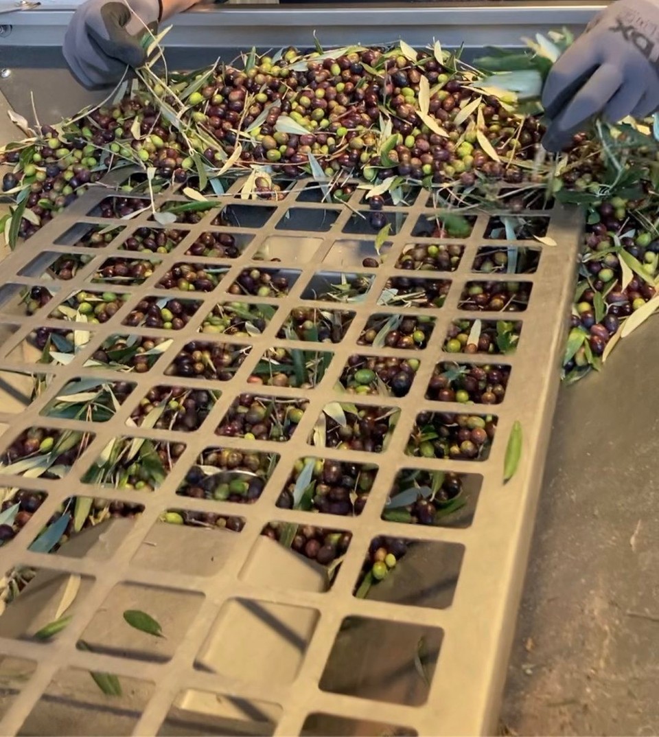 Neuseeland - Ward - Jetzt werden noch Laub und die kleinen Äste abgesammelt und weggeblasen und dann kann gestapelt werden