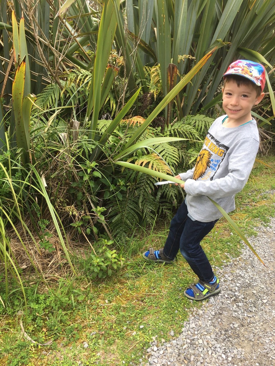 Neuseeland - Haast - Unterwegs finden wir die Pflanzen von Gestern und nehmen ein paar mit. Damit möchten wir ein Nest für einen Vogel bauen.