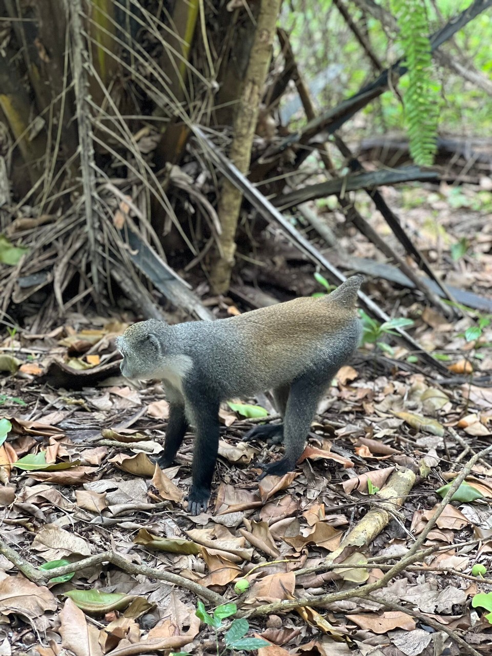 Tansania -  - Sansibar-Stummelaffe (Piliocolobus kirkii)