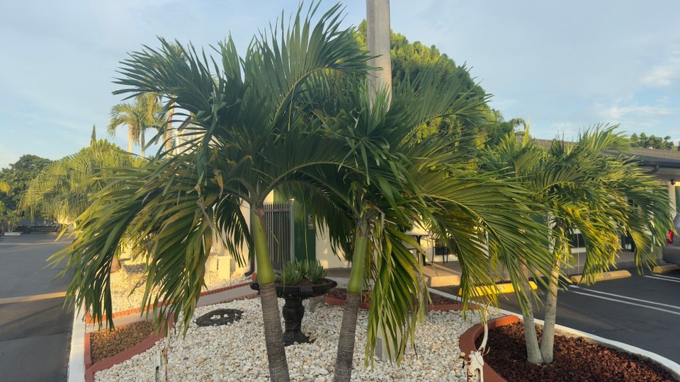 Vereinigte Staaten -  - 