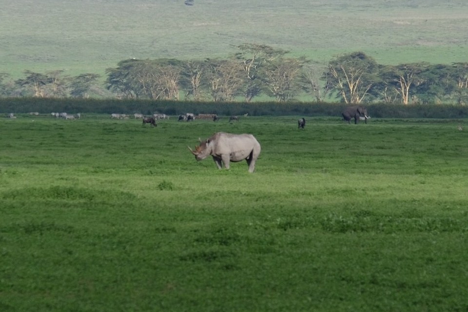  - Schutzgebiet Ngorongoro - Eines der nur mehr 15 Nashörner im Ngorongoro Krater