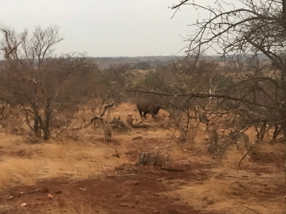 Südafrika -  - 