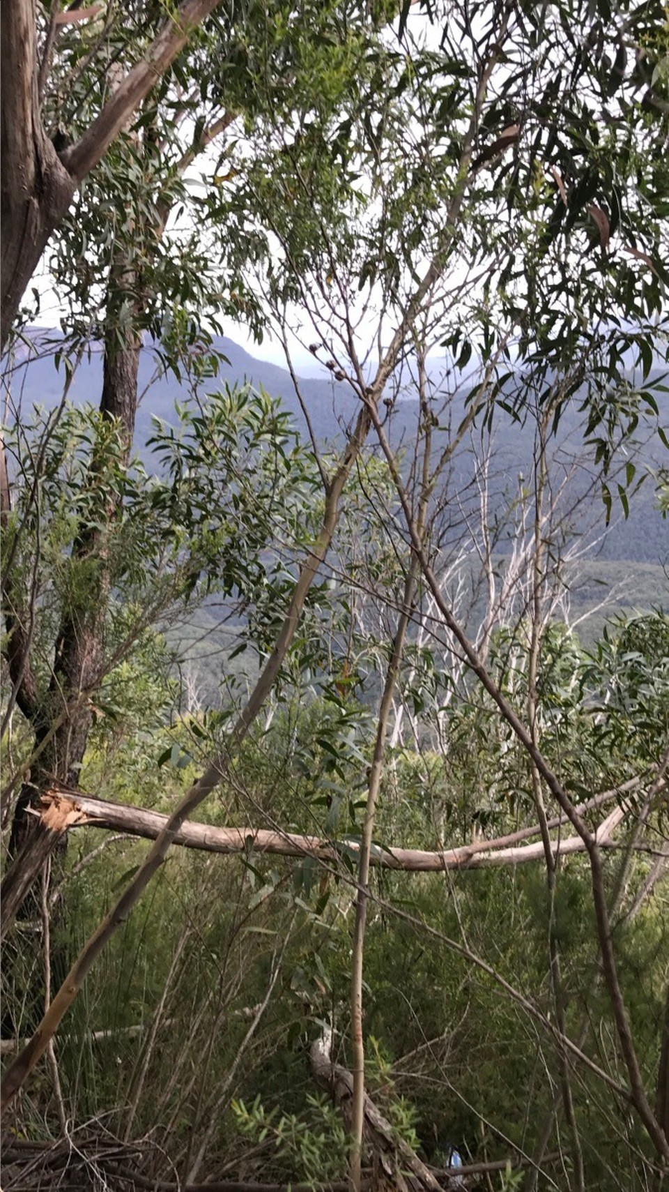 Australia - Katoomba - On one of the walking trails and caught the blue hue of the mountains 🔵🏞