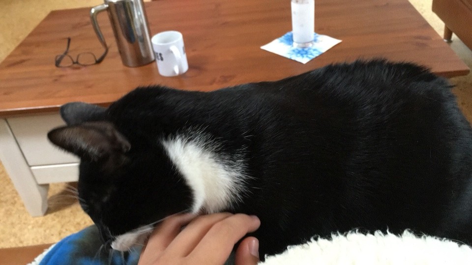 Deutschland - Penkow - So und erst mal mit den Katzen kuscheln (30.01) ich bin komplett KO...