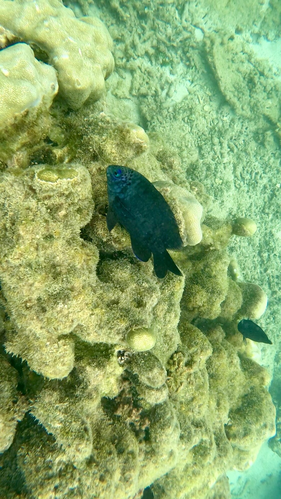 Mauritius -  - Viel besser als gestern.