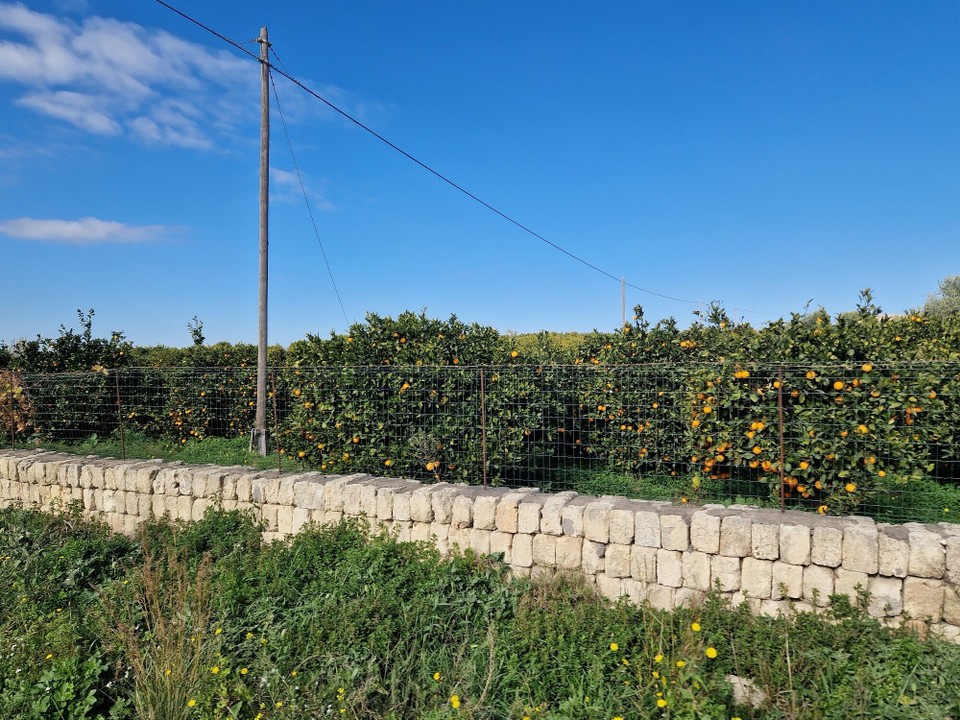 Italien - Zafferana Etnea - 