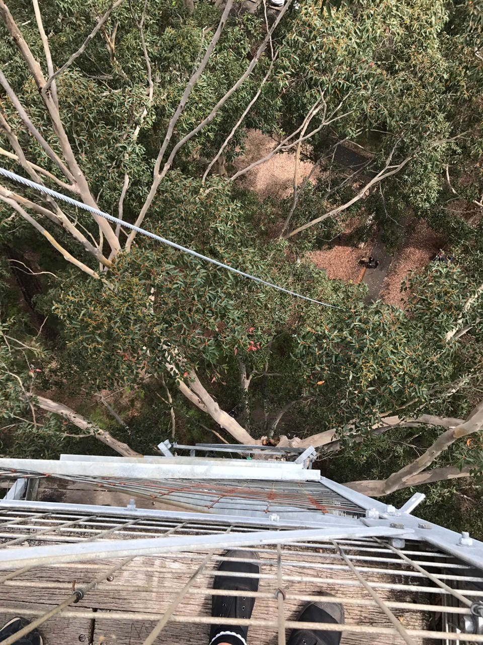  - Australia, Cosy Corner, Torbay Inlet - View from the top .. 58 metres up